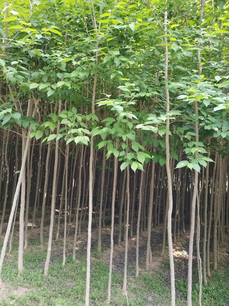 小杜仲树
