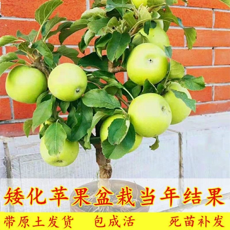 【矮化盆栽】苹果树苗带土带果红富士矮化苹果树苗南北方种植