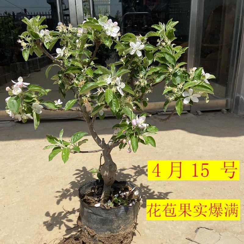【矮化盆栽】苹果树苗带土带果红富士矮化苹果树苗南北方种植