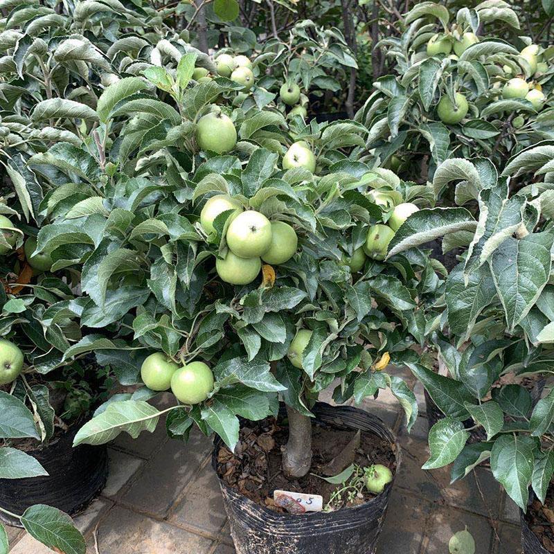 【矮化盆栽】苹果树苗带土带果红富士矮化苹果树苗南北方种植