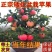 【矮化盆栽】苹果树苗带土带果红富士矮化苹果树苗南北方种植