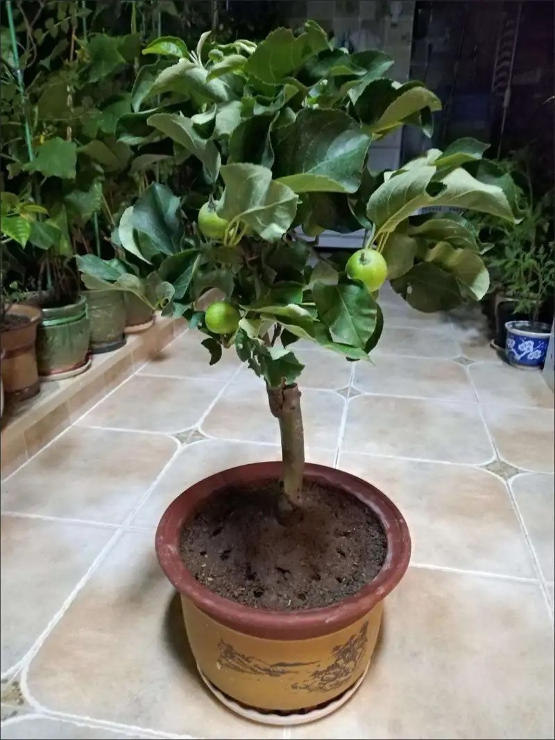 【矮化盆栽】苹果树苗带土带果红富士矮化苹果树苗南北方种植