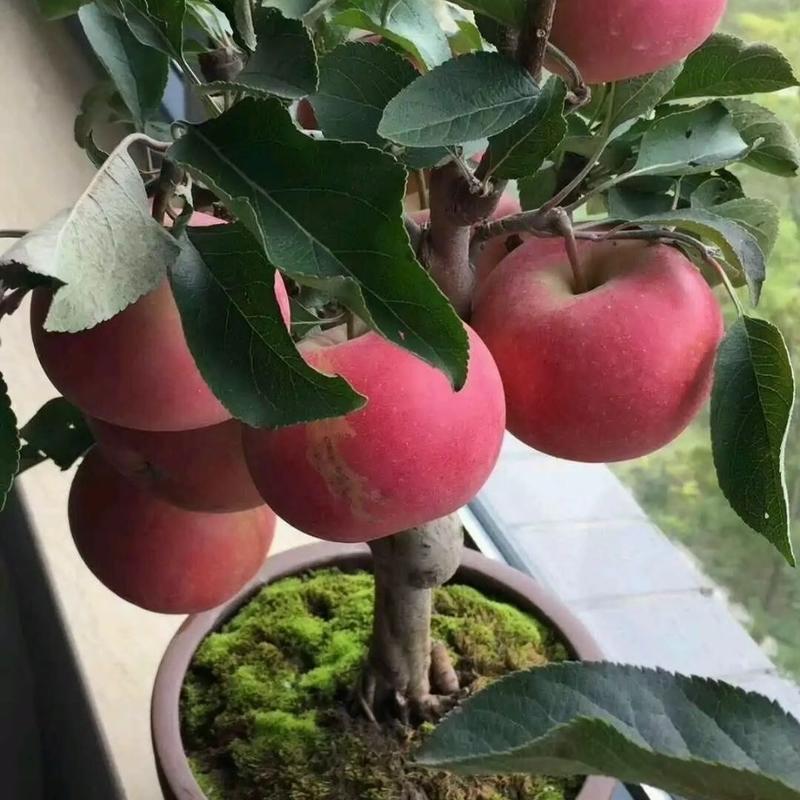 【矮化盆栽】苹果树苗带土带果红富士矮化苹果树苗南北方种植