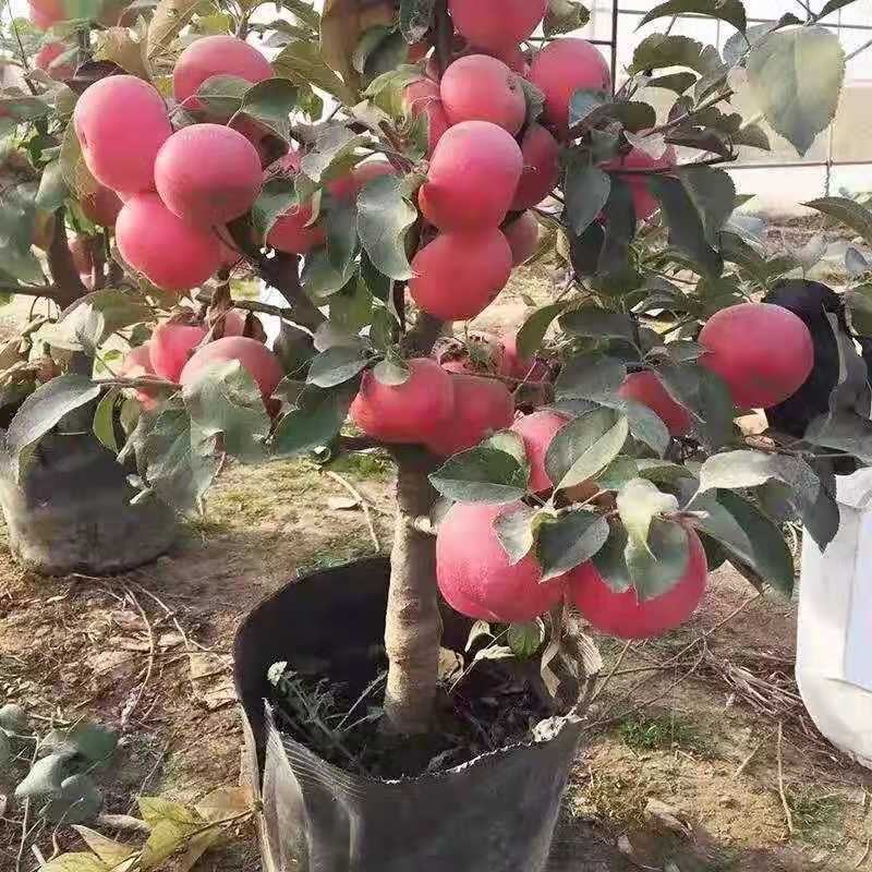 【矮化盆栽】苹果树苗带土带果红富士矮化苹果树苗南北方种植