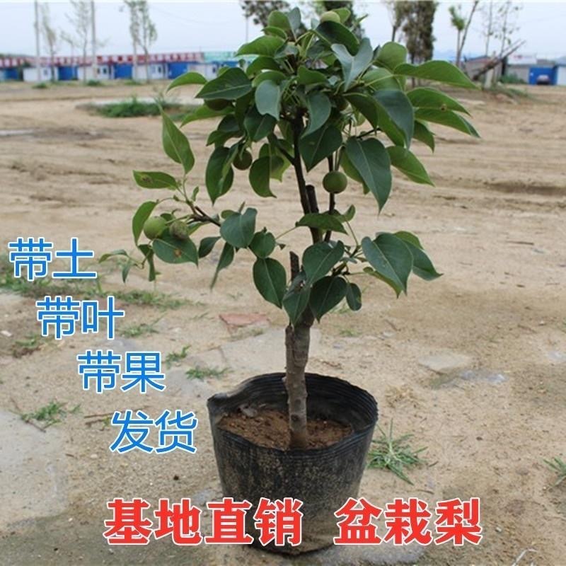 【矮化盆栽】梨树苗早酥红梨秋月梨脆冠梨红啤梨歹徒带过发货
