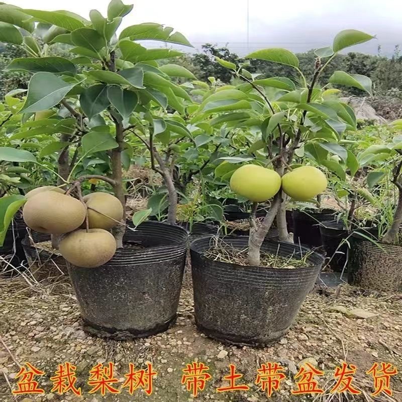 【矮化盆栽】梨树苗早酥红梨秋月梨脆冠梨红啤梨歹徒带过发货