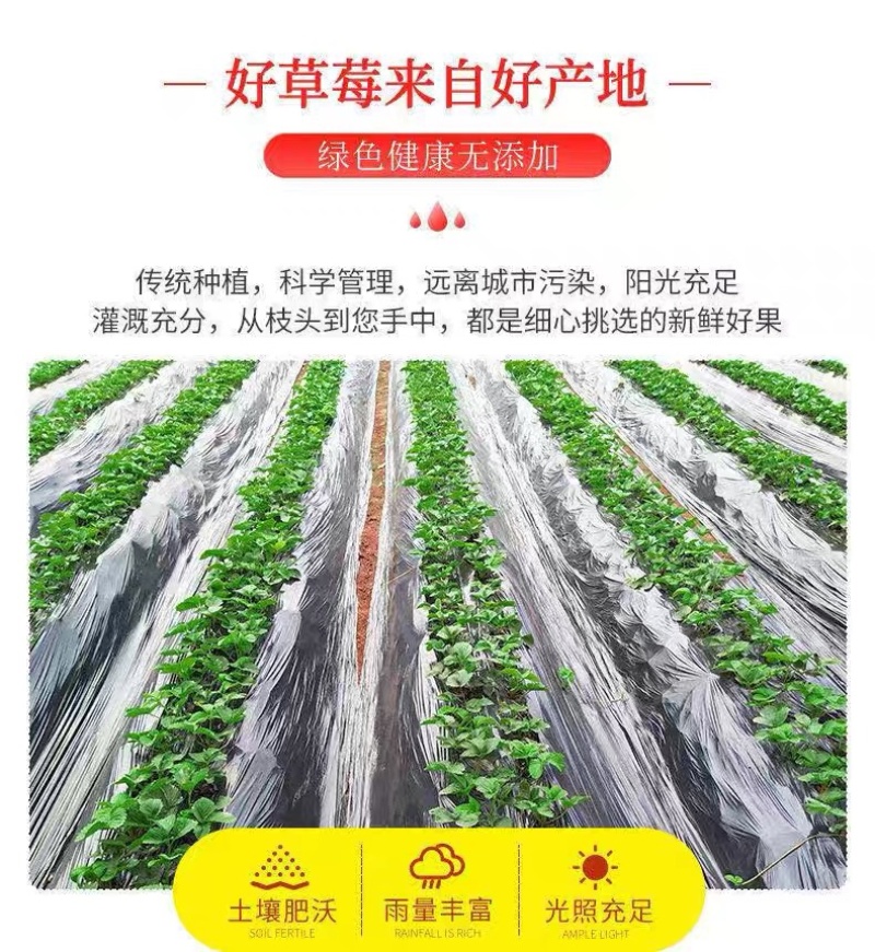 【蒙特瑞草莓】夏草莓商用规格齐全按需包装基地现摘现发