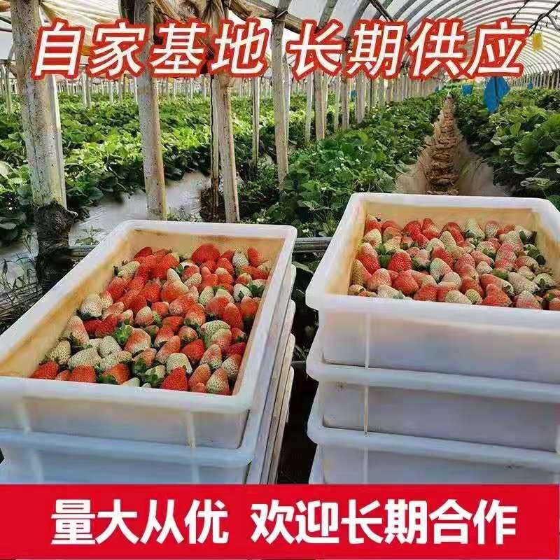 【蒙特瑞草莓】夏草莓商用规格齐全按需包装基地现摘现发