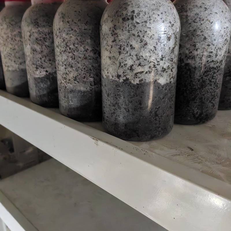 草菇原种V901.V110！800毫升塑料瓶装！纯棉壳做