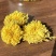 【温县发货】道地药材怀菊花冰菊无硫怀菊花菊花茶包邮