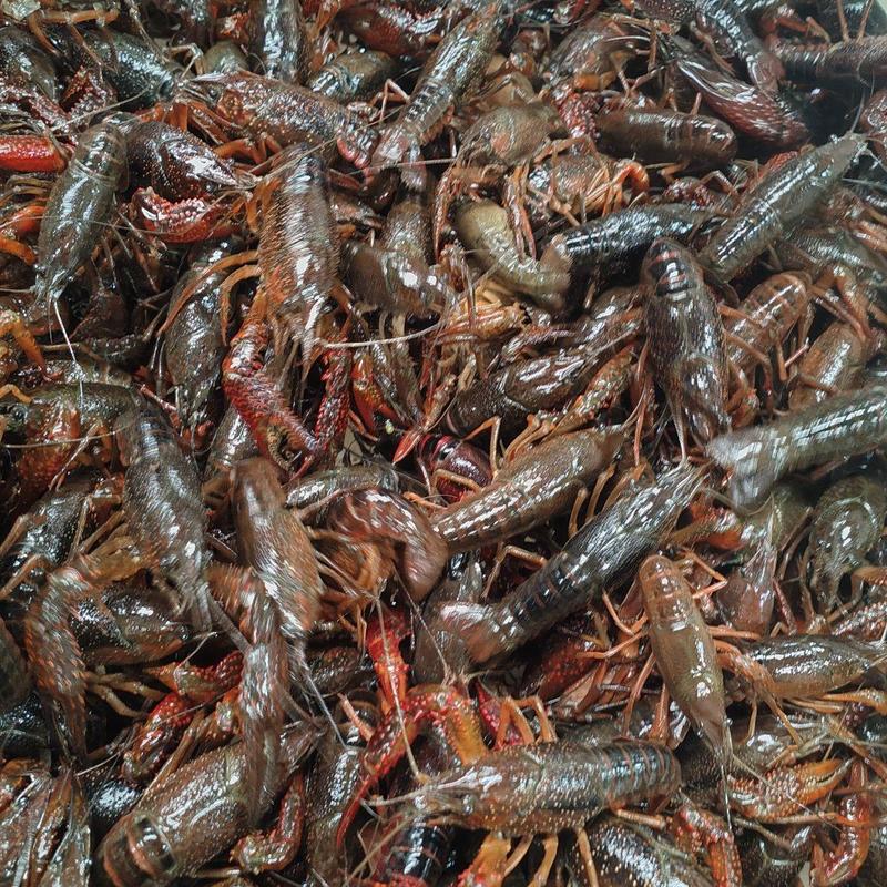 【包邮】湖北潜江小龙虾大量供货了，量大从优，各种规格齐全