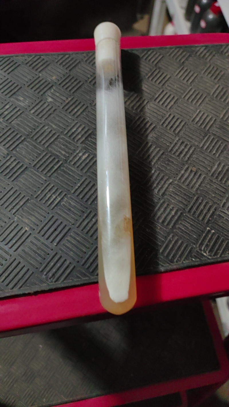 红平菇母种18mmX180mm试管母种！PDA培养基！