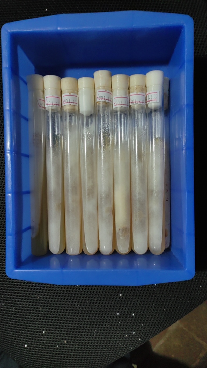 红平菇母种18mmX180mm试管母种！PDA培养基！