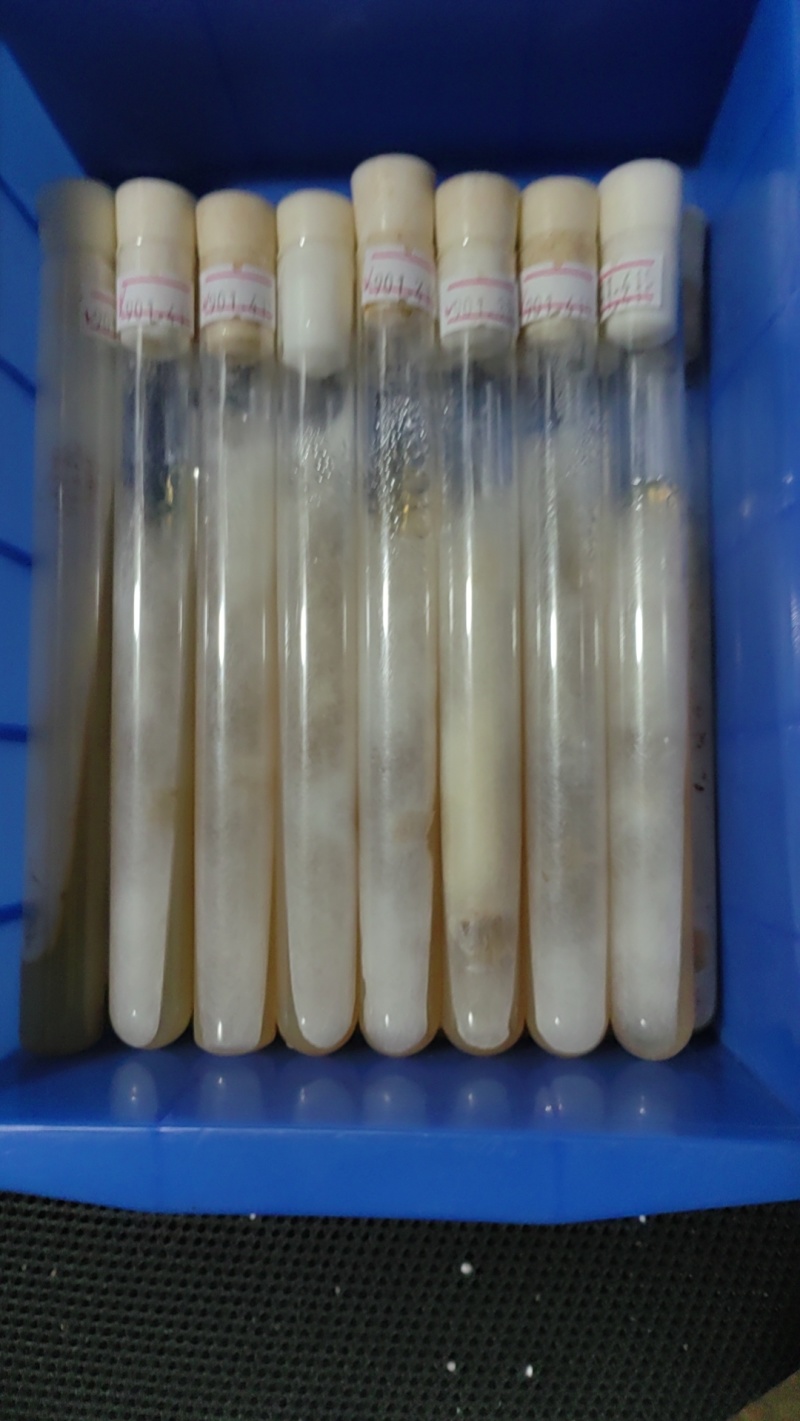 红平菇母种18mmX180mm试管母种！PDA培养基！