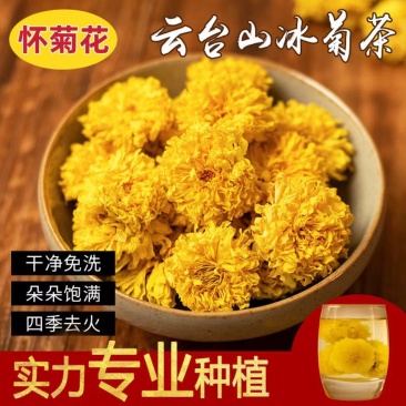 【温县发货】怀菊花冰菊药用菊花茶头茬怀菊花包邮