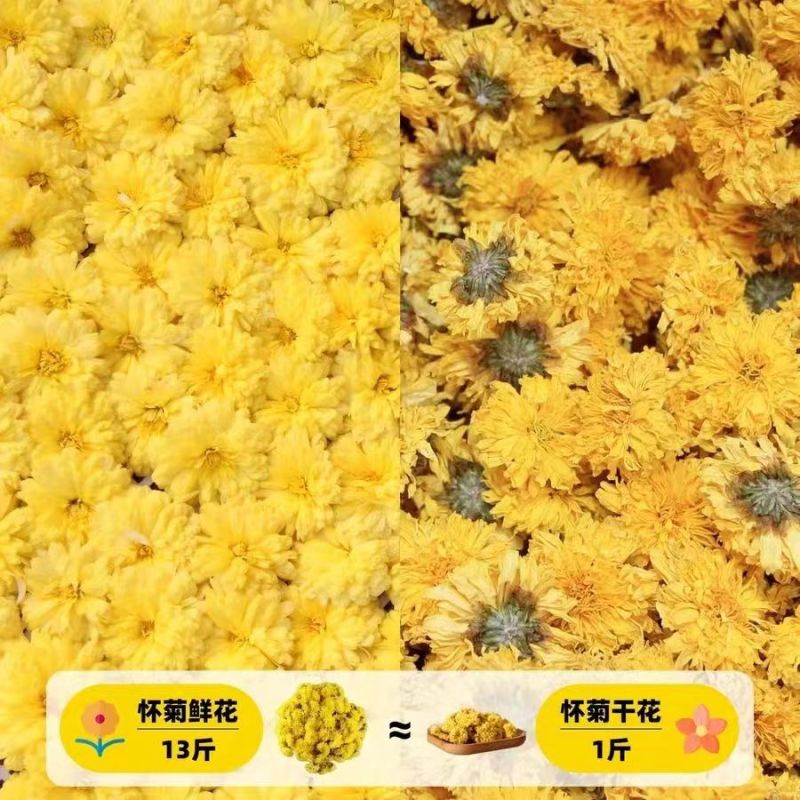 【温县发货】怀菊花冰菊药用菊花茶头茬怀菊花包邮