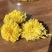 【温县发货】怀菊花冰菊药用菊花茶头茬怀菊花包邮