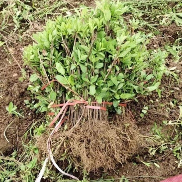 金银花种苗金银花种子金银花小苗批发120万