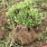 金银花种苗金银花种子金银花小苗批发120万