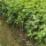 金银花种苗金银花种子金银花小苗批发120万