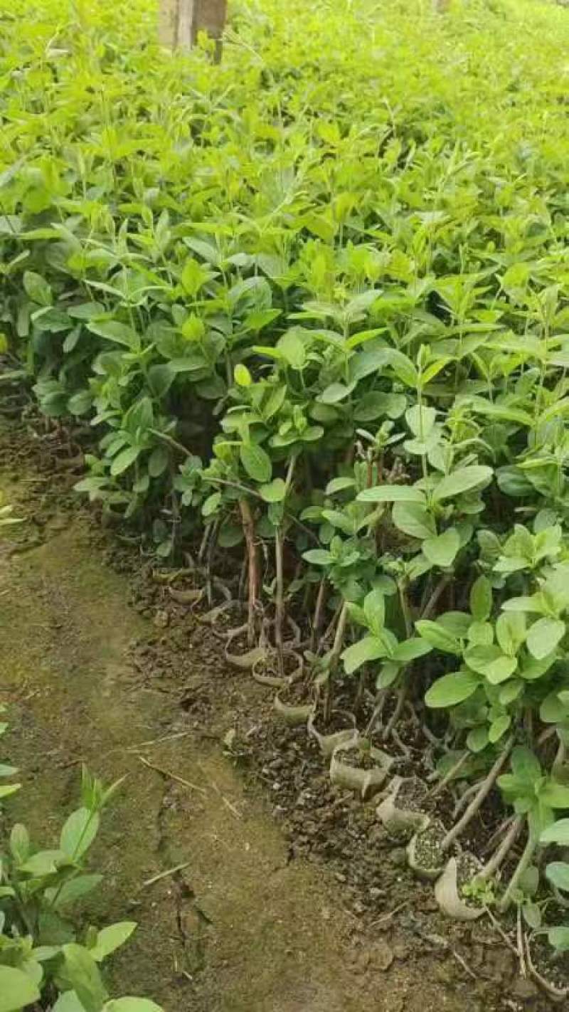 金银花种苗金银花种子金银花小苗批发120万