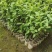 金银花种苗金银花种子金银花小苗批发120万