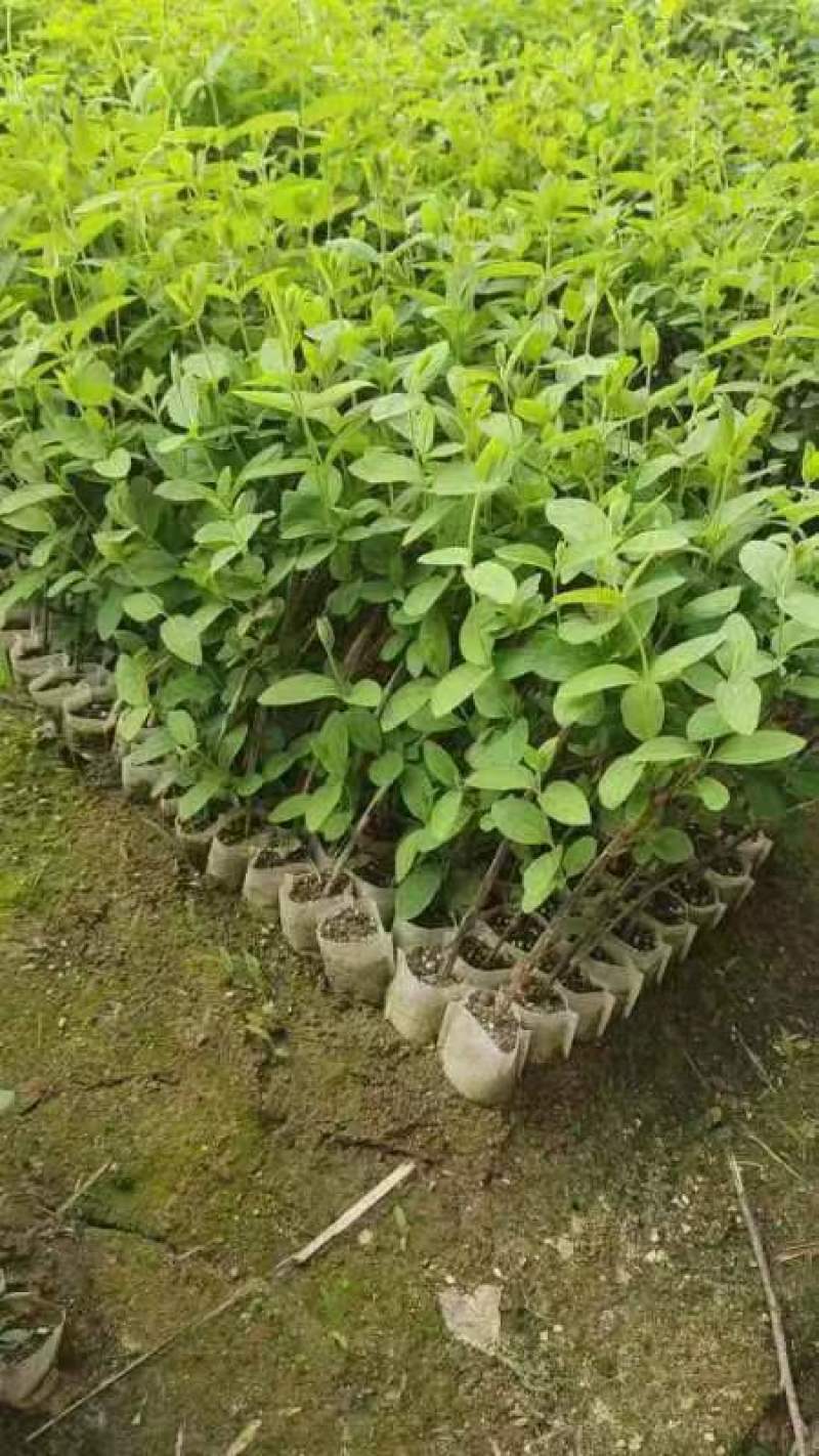 金银花种苗金银花种子金银花小苗批发120万