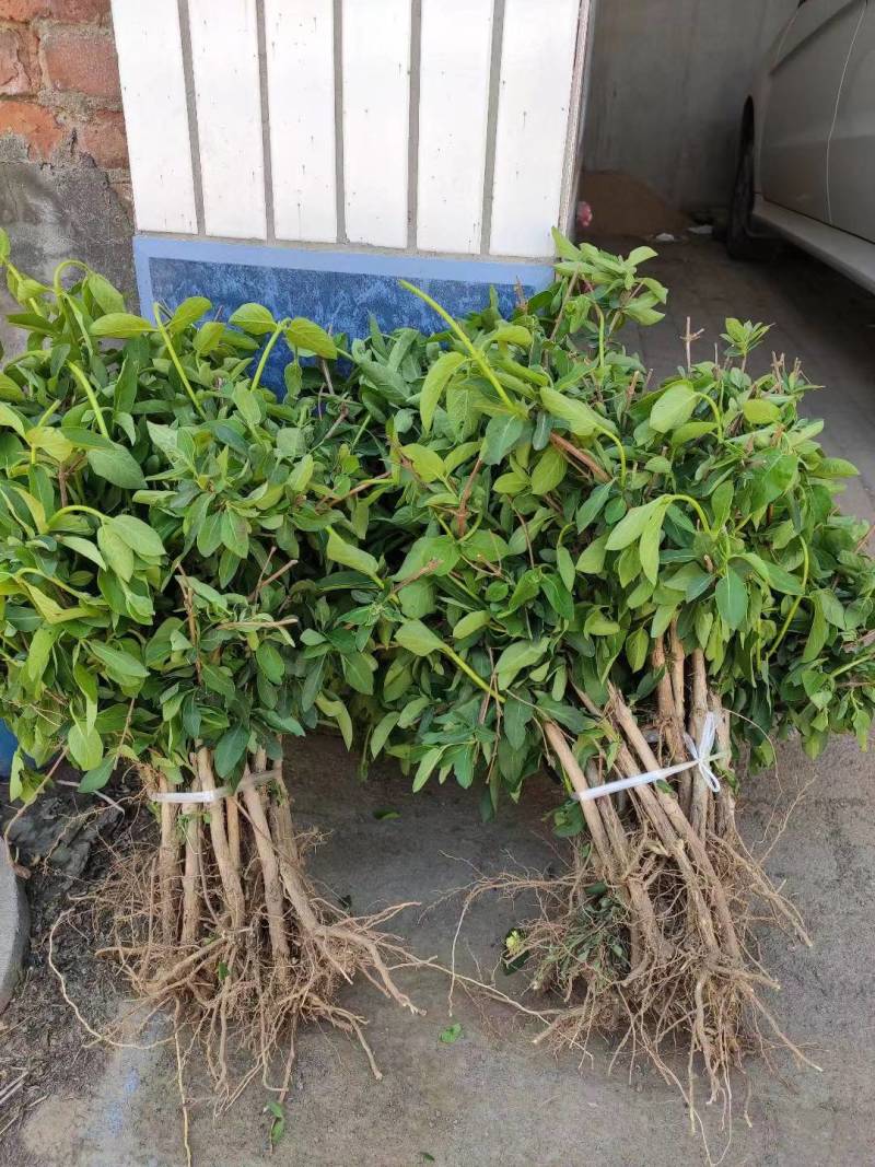 金银花种苗金银花种子金银花小苗批发120万