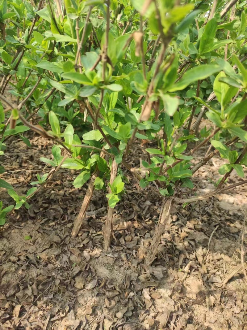 金银花种苗金银花种子金银花小苗批发120万