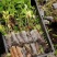 金银花种苗金银花种子金银花小苗批发120万