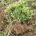 金银花种苗金银花种子金银花小苗批发120万