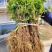 金银花种苗金银花种子金银花小苗批发120万
