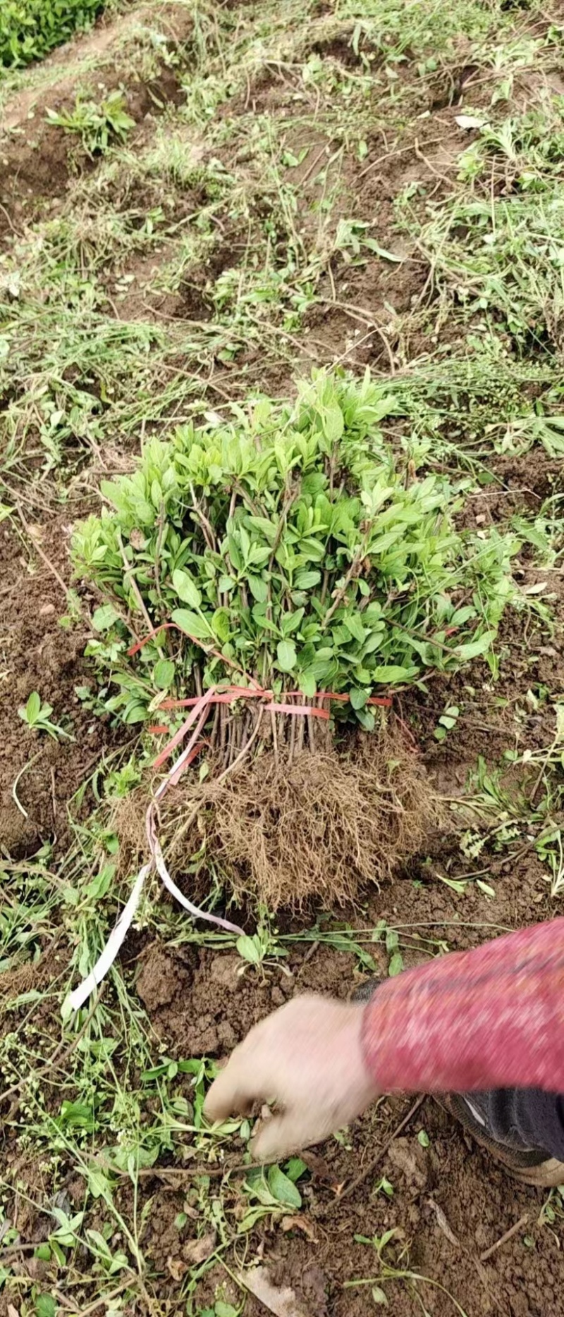 金银花种苗金银花种子金银花小苗批发120万
