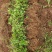 金银花种苗金银花种子金银花小苗批发120万