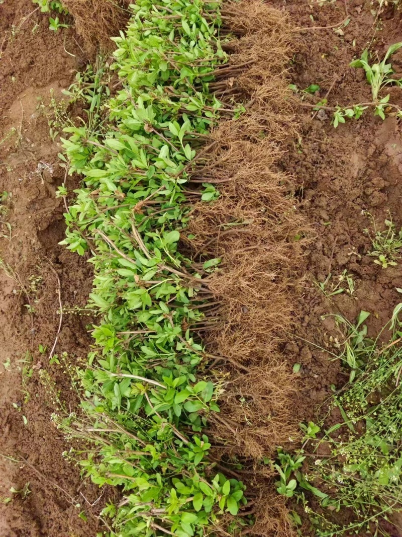 金银花种苗金银花种子金银花小苗批发120万