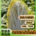 大朋娃娃菜，大颗娃娃菜，小娃大量上市，