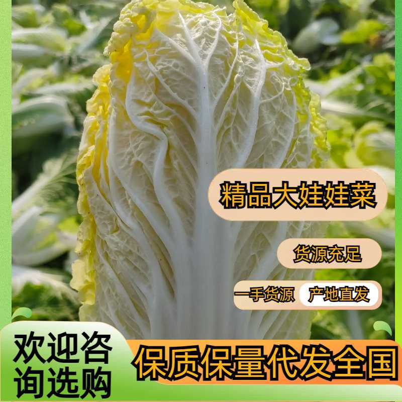 大朋娃娃菜，大颗娃娃菜，小娃大量上市，