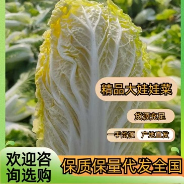 大朋娃娃菜，大颗娃娃菜，小娃大量上市，