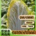 大朋娃娃菜，大颗娃娃菜，小娃大量上市，