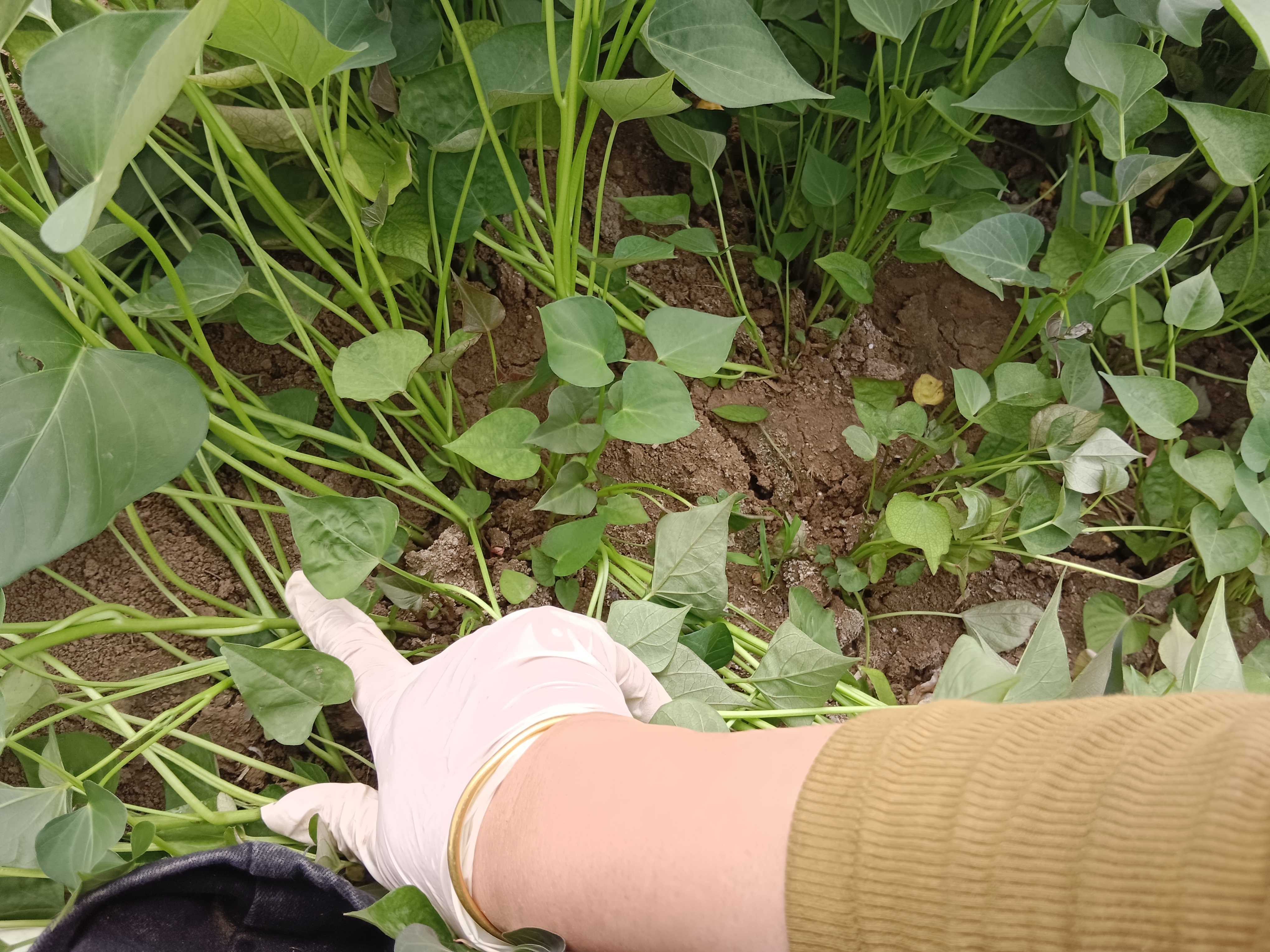 商薯19成熟期田间长势良好,叶片茂盛,茎蔓分布均匀 商薯19成熟期田间长势