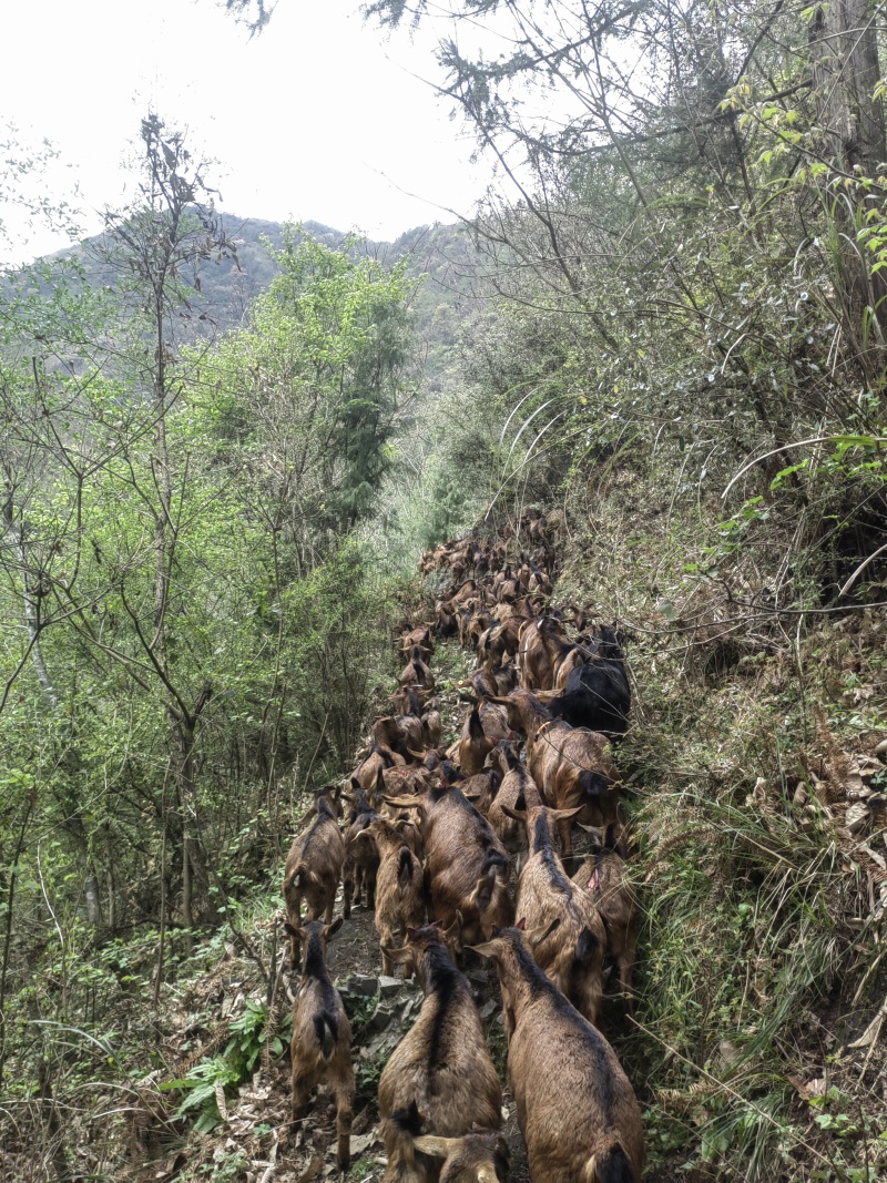 南江黄羊（国家地理标志）