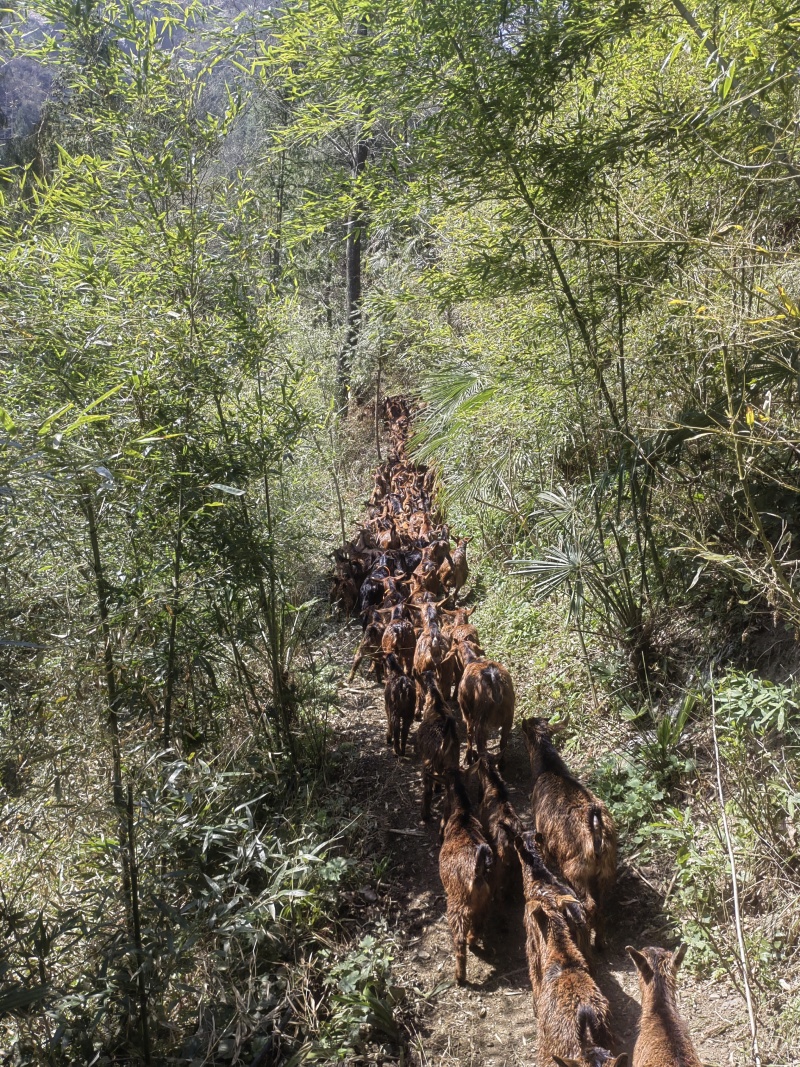 南江黄羊（国家地理标志）