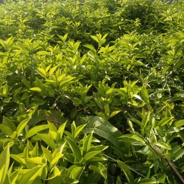 枳壳苗，正宗的川枳壳种植基地，批发零售，量大从优