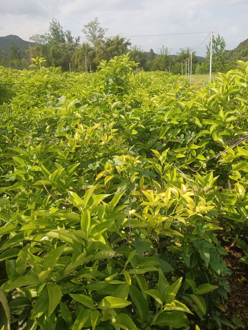 枳壳苗，正宗的川枳壳种植基地，批发零售，量大从优