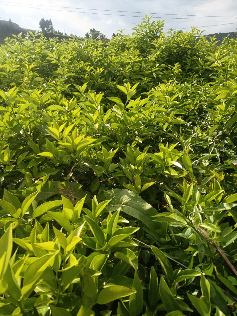 枳壳苗，正宗的川枳壳种植基地，批发零售，量大从优