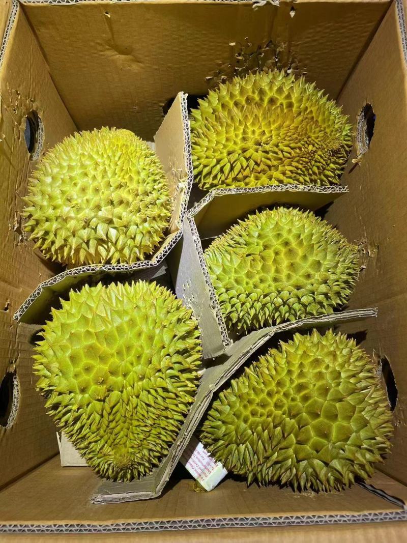 金枕头小巴掌榴莲，青尼榴莲，托曼尼榴莲
