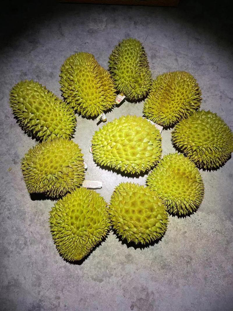 金枕头小巴掌榴莲，青尼榴莲，托曼尼榴莲