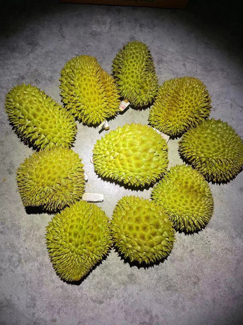 金枕头小巴掌榴莲，青尼榴莲，托曼尼榴莲