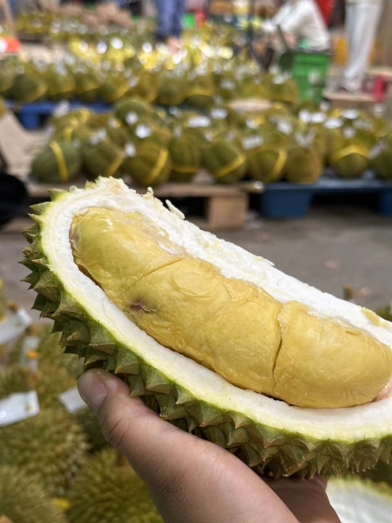 金枕头小巴掌榴莲，青尼榴莲，托曼尼榴莲