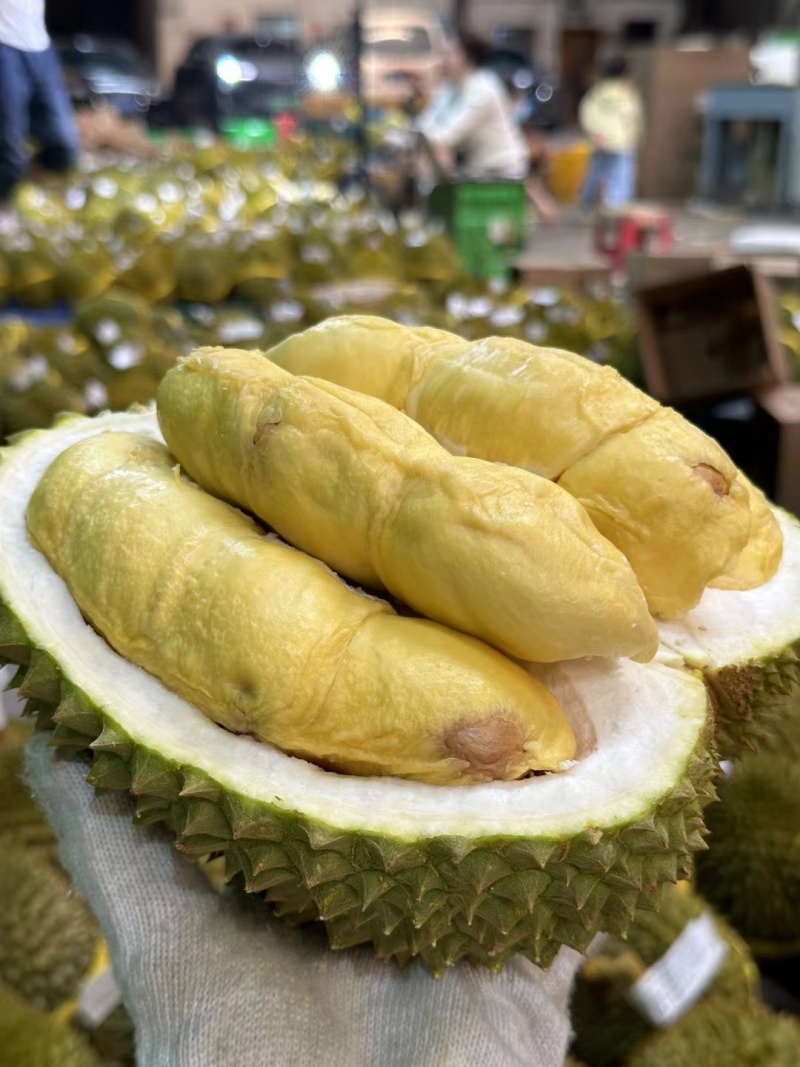 金枕头小巴掌榴莲，青尼榴莲，托曼尼榴莲